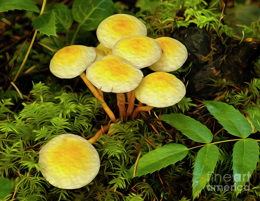 Mushrooms Photograph by Vivian Christopher