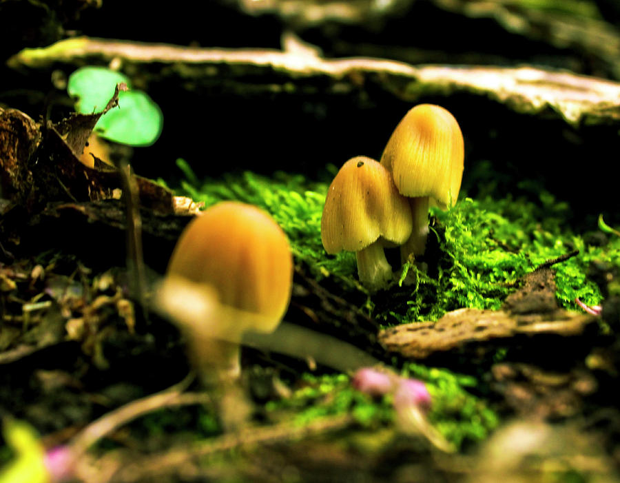 Fall Photograph - Mushrooms2 by John Turner