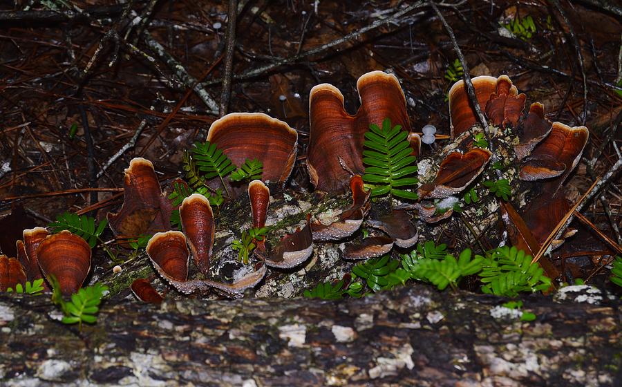 Mushrooms,Log and Ferns Photograph by Warren Thompson
