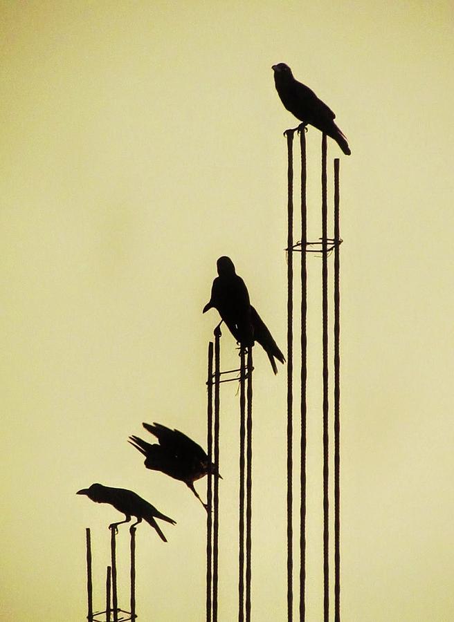 Music and Birds-Sri Lanka Photograph by Duncan Davies