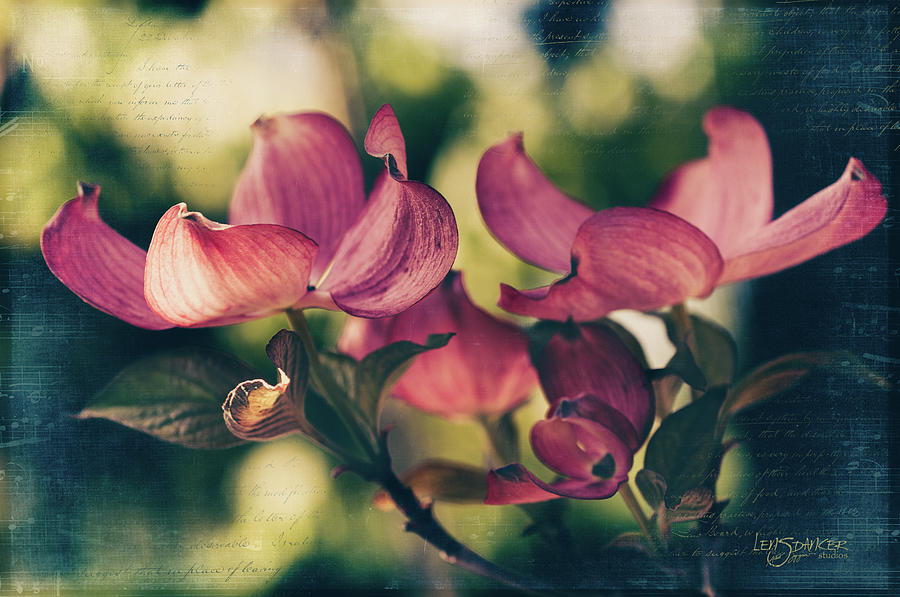 Flowers Photograph - Music in Bloom by Joy Gerow