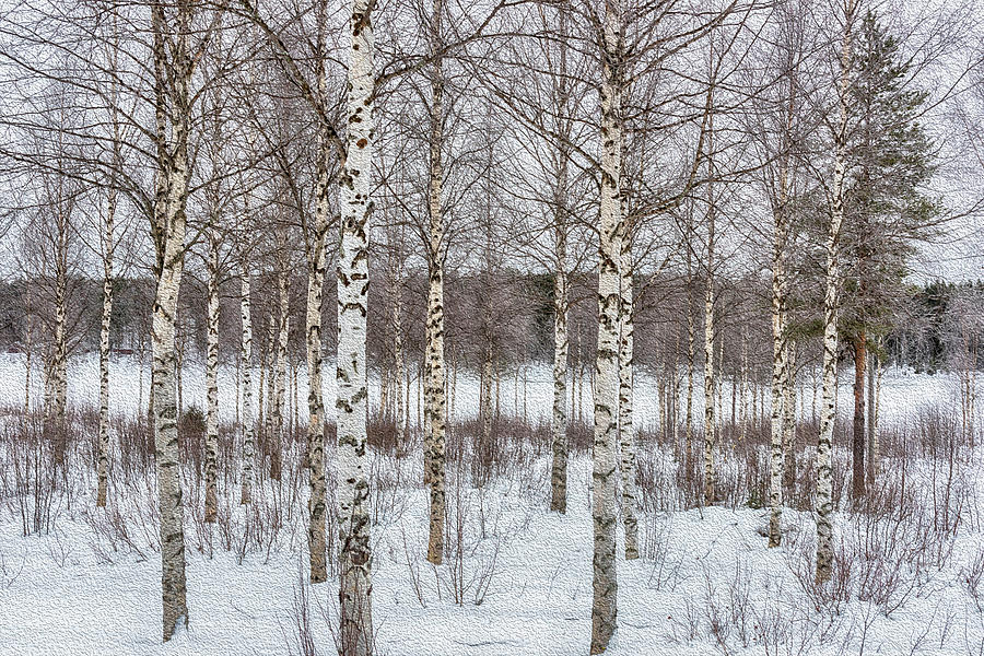 Birch Trees in Finland Digital Art by Roberta Kayne