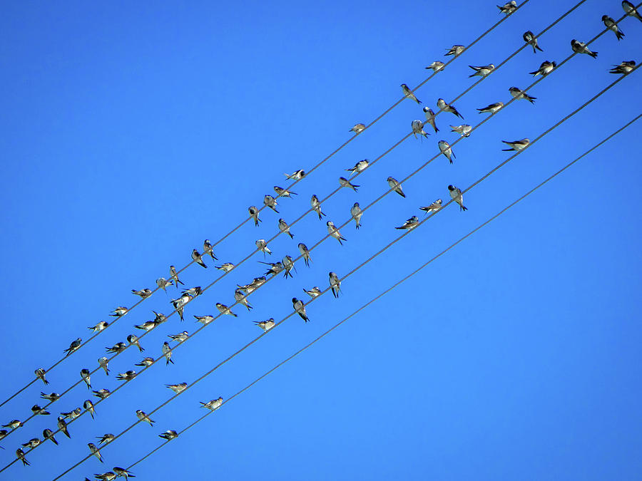 Music in the sky Photograph by Elias Salasidis