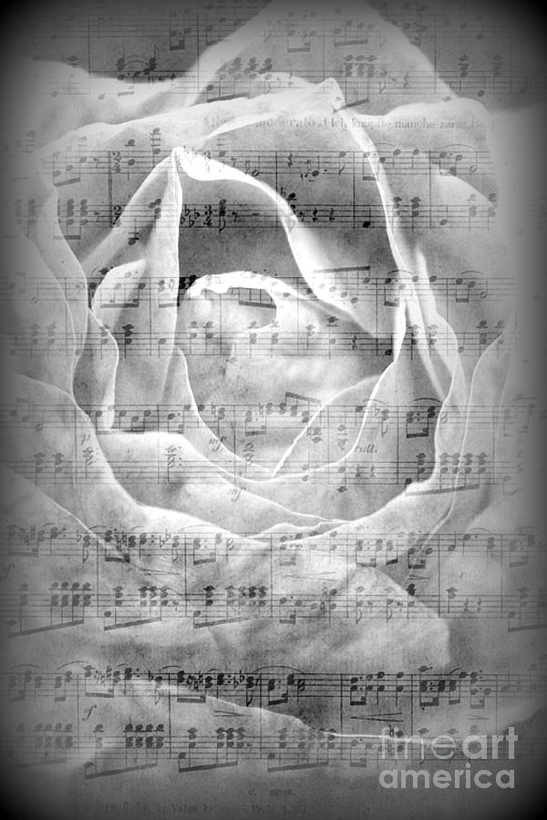 Musical Rose Photograph by Clare Bevan