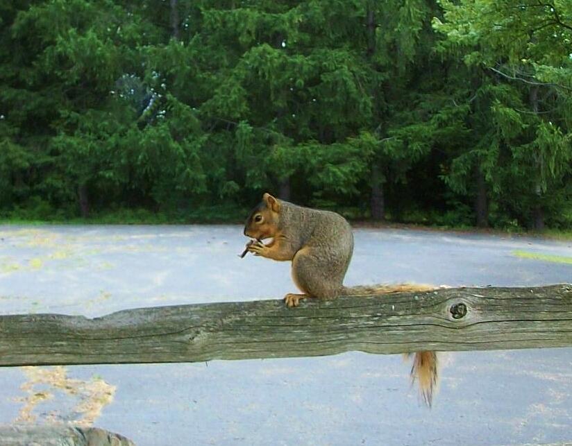 Musical Squirrel Photograph by Sharon Ackley