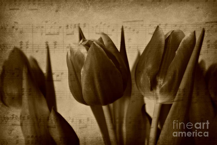 Musical Tulips Photograph by Clare Bevan