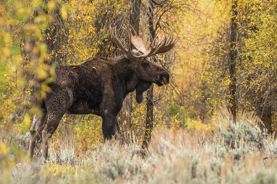 Musing Of A Bull Moose Photograph by Yeates Photography
