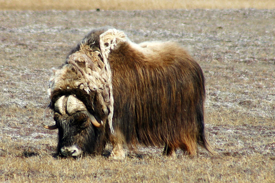 Wildlife Photograph - Musk Ox by Anthony Jones