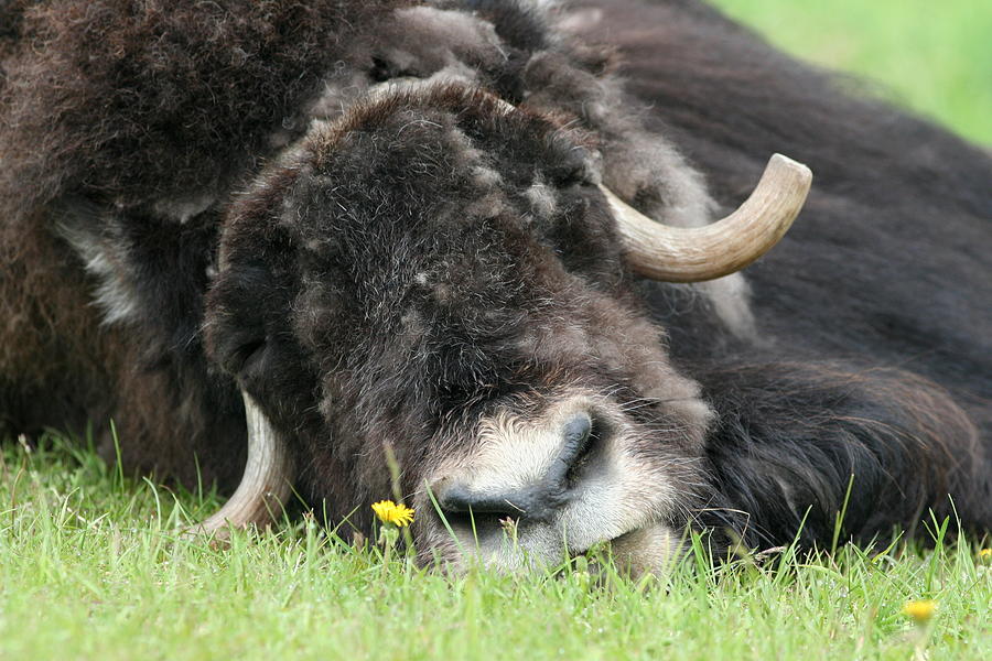 Musk Ox snooze Photograph by Donna Quante