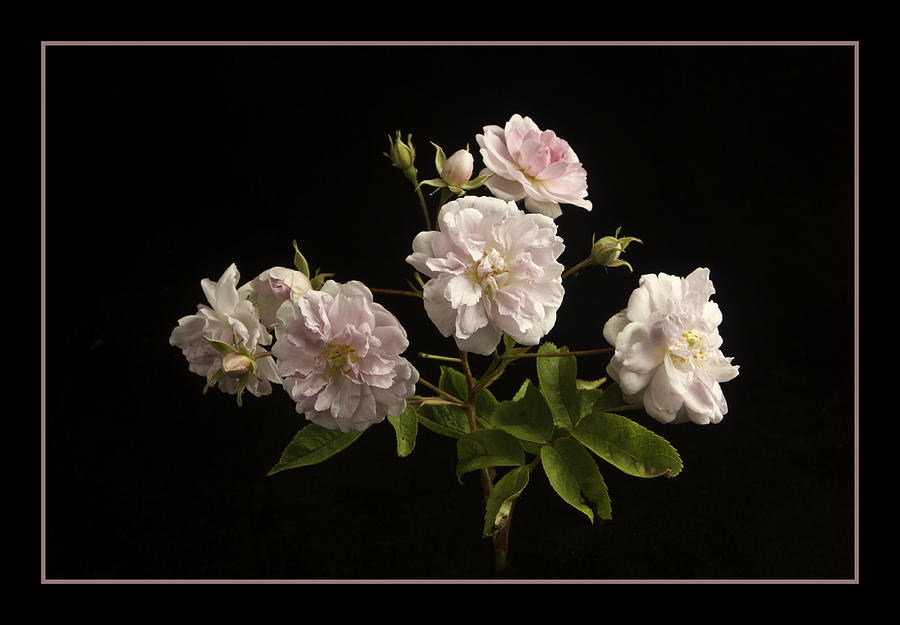 Flower Photograph - Musk Rose on Black by Robert Murray