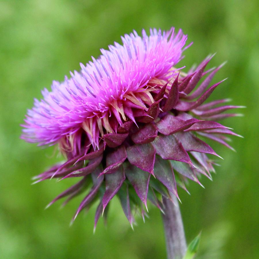 Musk Thistle Blooming Photograph by M E
