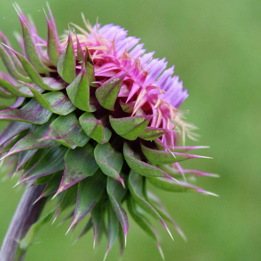 Musk Thistle in Bloom Photograph by M E