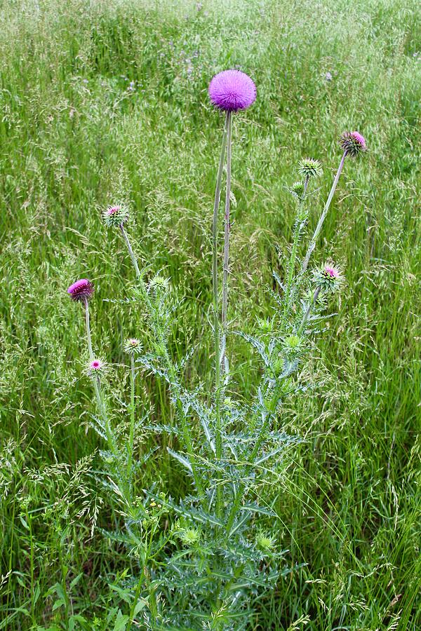 Musk Thistle in Full Glory Photograph by M E