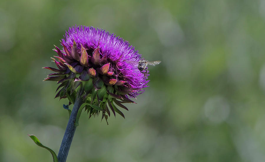 Musk Thistle Photograph by Rick Mosher