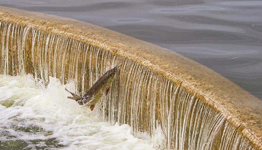 Fish Photograph - Muskie 4 - Lake Wingra - Madison - Wisconsin by Steven Ralser