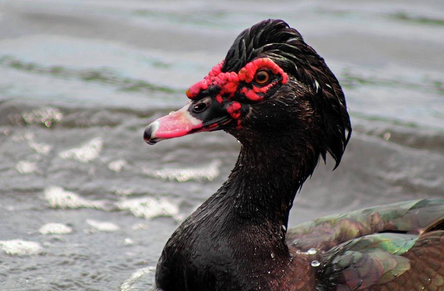 Muscovy Photograph by Michiale Schneider