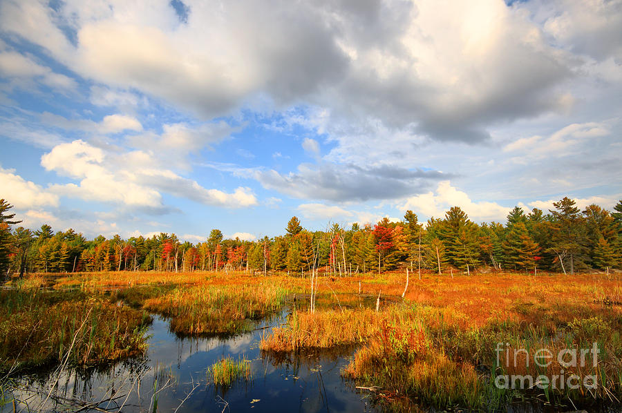 Nature Photograph - Muskoka Forest and Wetlands by Charline Xia