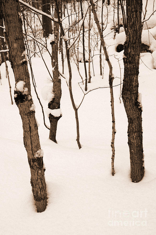 Muskoka Winter 3 Photograph by Kathi Shotwell