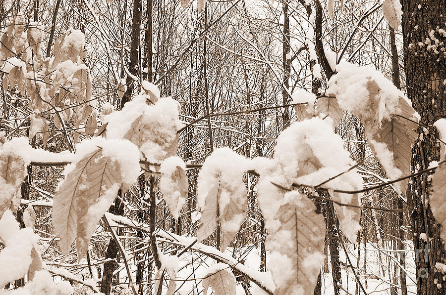 Landscape Photograph - Muskoka Winter 6 by Kathi Shotwell