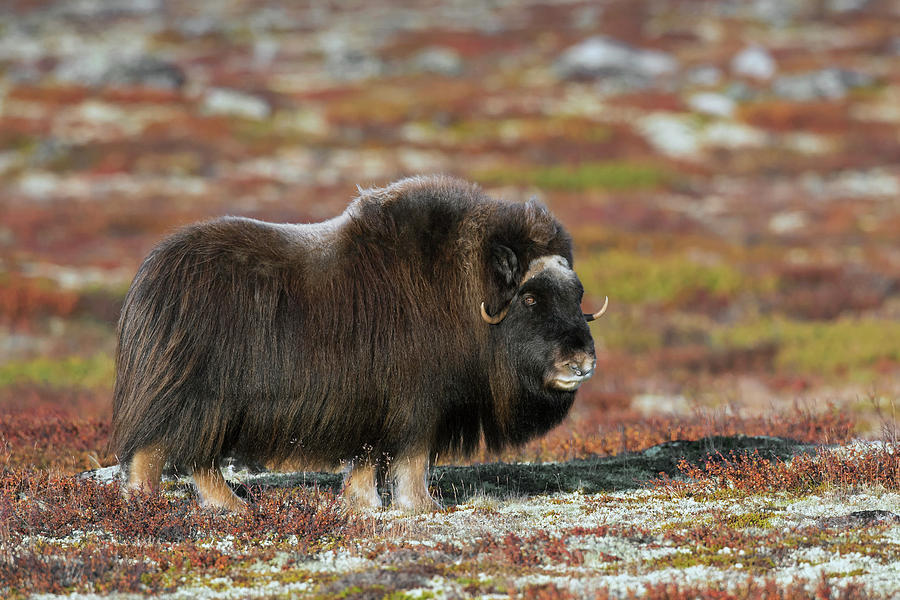 Muskox Photograph by Arterra Picture Library