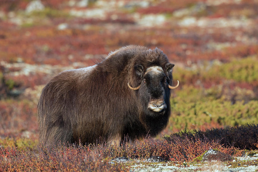 Muskox in Autumn Photograph by Arterra Picture Library