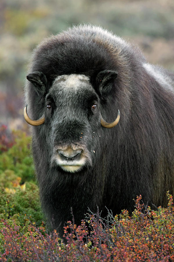 Muskox in the Fall Photograph by Arterra Picture Library