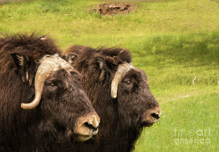 Muskox Mamas Photograph by Louise Magno