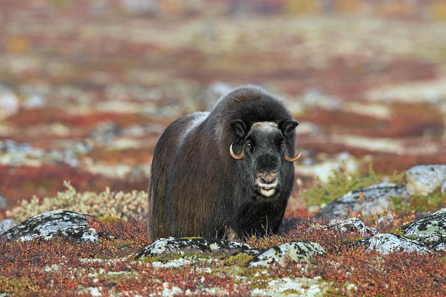 Muskox on the Tundra Photograph by Arterra Picture Library