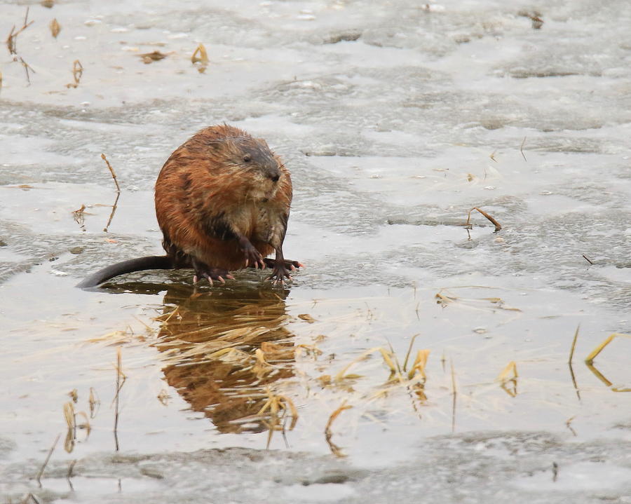 Muskrat Photograph by Arvin Miner