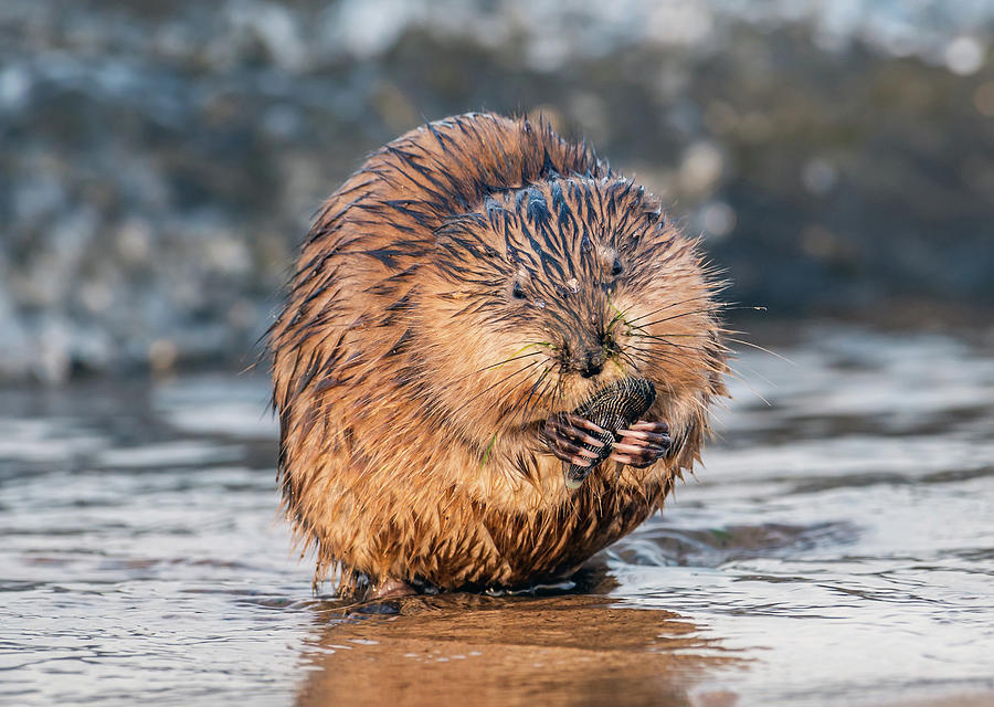 Muskrat eating a mussel on a Chesapeake Bay beach Photograph by Patrick Wolf