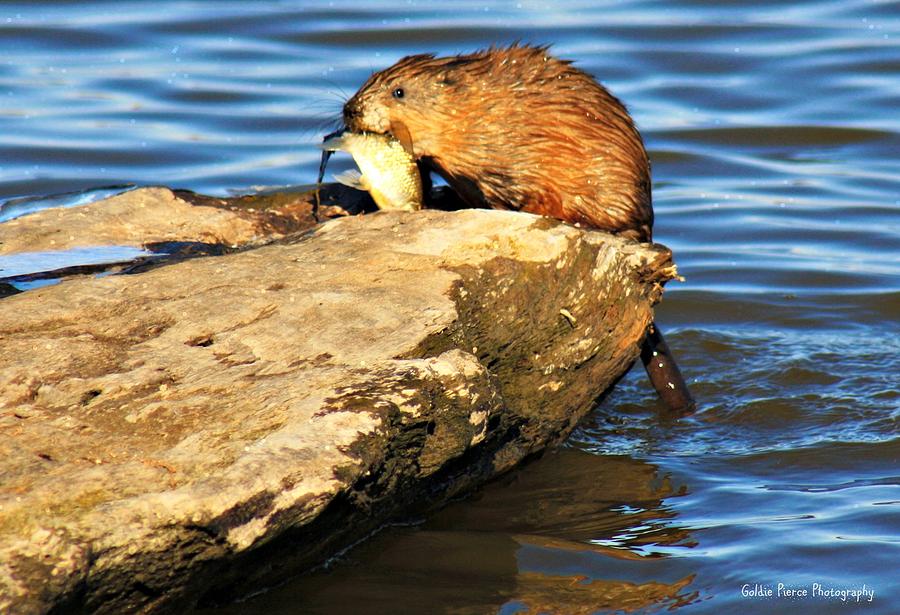 Muskrat Eating Fish Photograph by Goldie Pierce