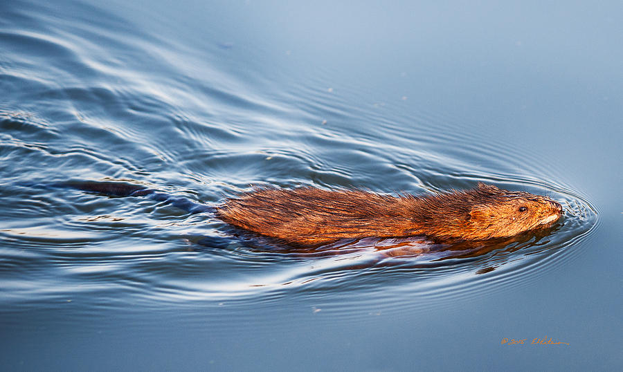 Muskrat Speed Swiming Photograph by Ed Peterson
