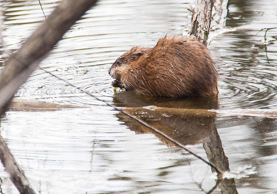 Muskrat Spring Meal Photograph by Ed Peterson