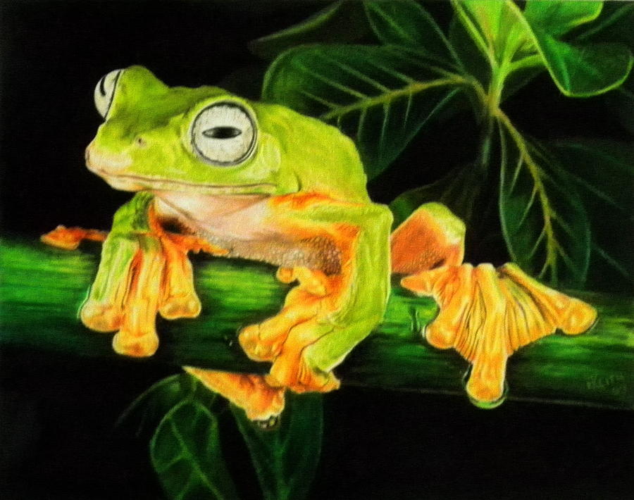 Musky Flying Frog Drawing by Barbara Keith