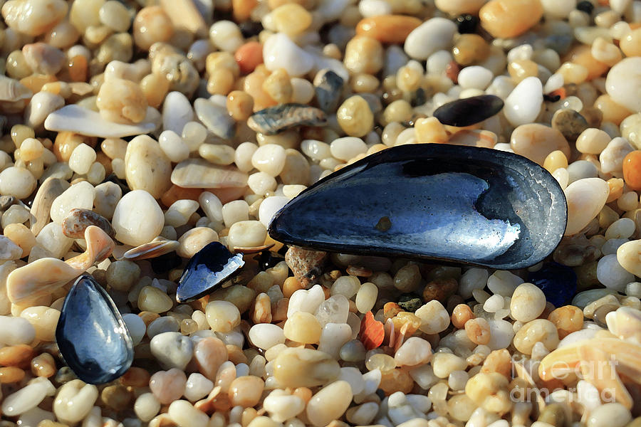 Mussel and Pebbles Photograph by Mary Haber