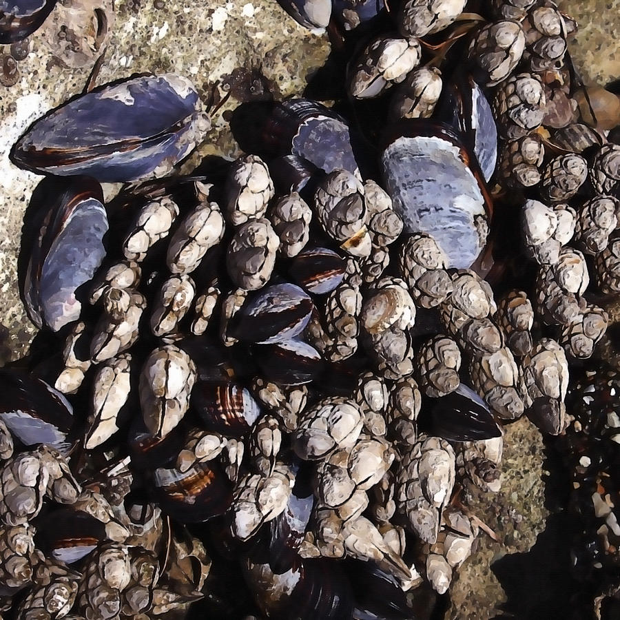 Shell Photograph - Mussels at Low Tide by Art Block Collections