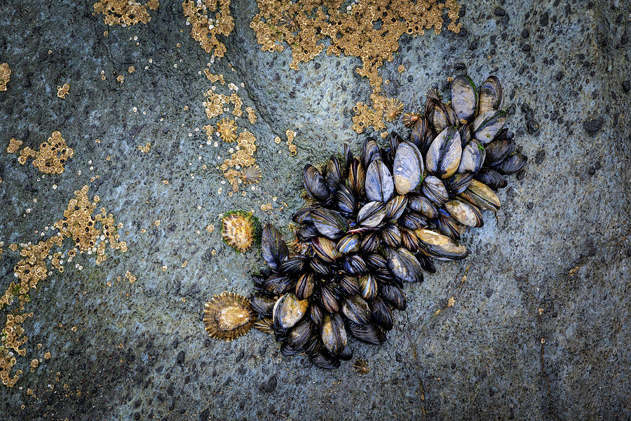 Mussels Photograph by Chris Smith
