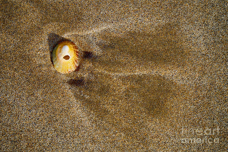 Even shells sometimes smile Photograph by Juergen Klust