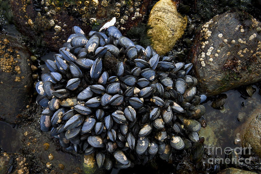 Mussels In The Beagle Channel Photograph by Jean-Louis Klein & Marie-Luce Hubert