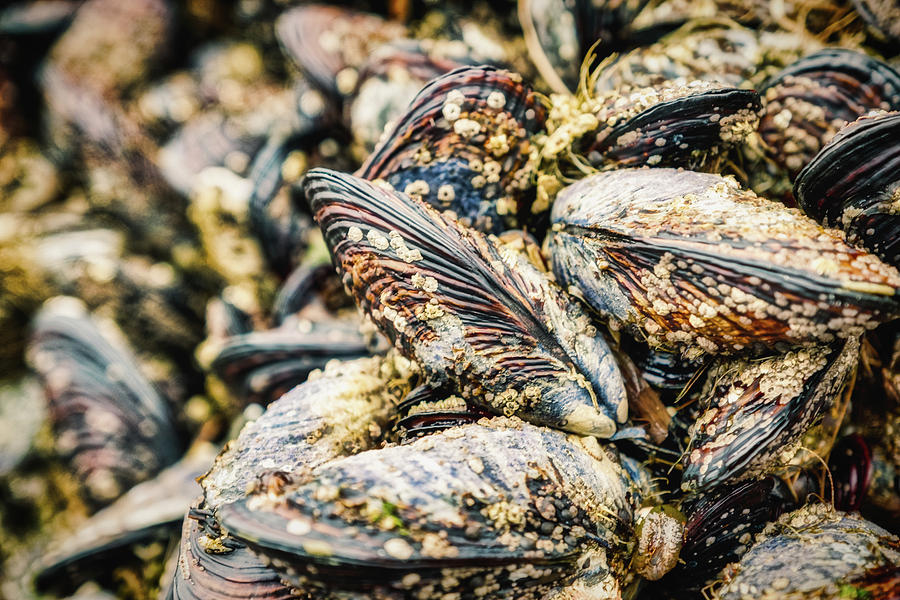 Mussels Photograph by Stuart Litoff