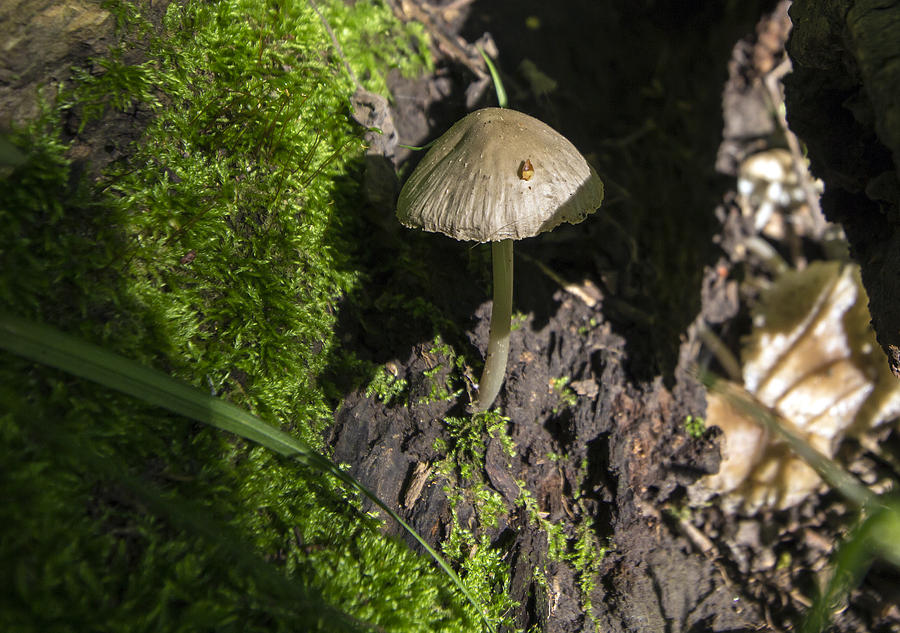 Mushroom Photograph - Musshy by Tyler Adams
