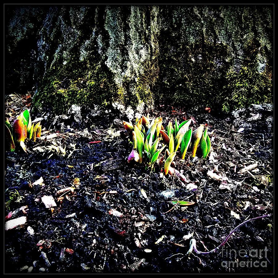 Must Be Spring  Photograph by Frank J Casella