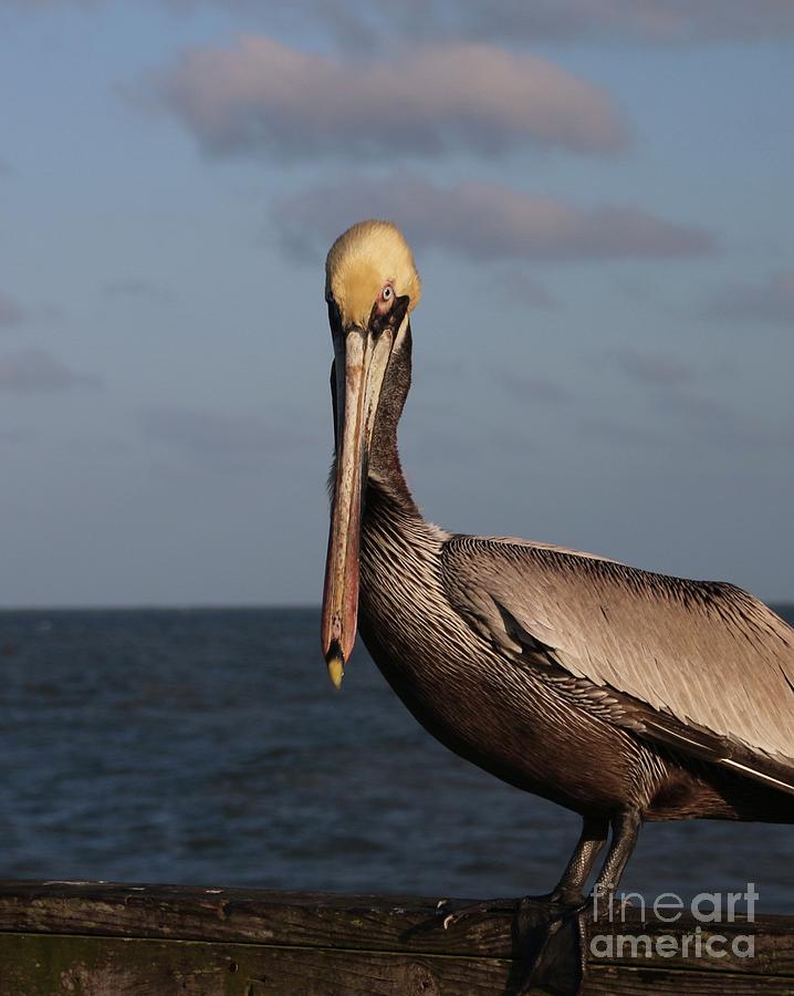 Pelican Photograph - Must You by Janice Keener