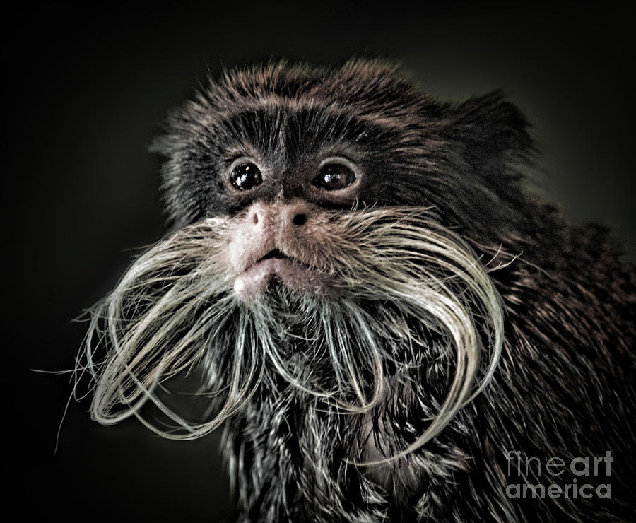 Monkey Photograph - Mustache Monkey III Altered by Jim Fitzpatrick