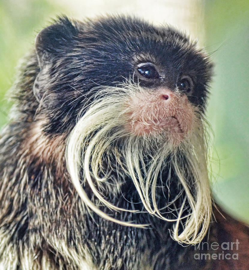 Monkey Photograph - Mustache Monkey Watching His Friends at Play by Jim Fitzpatrick