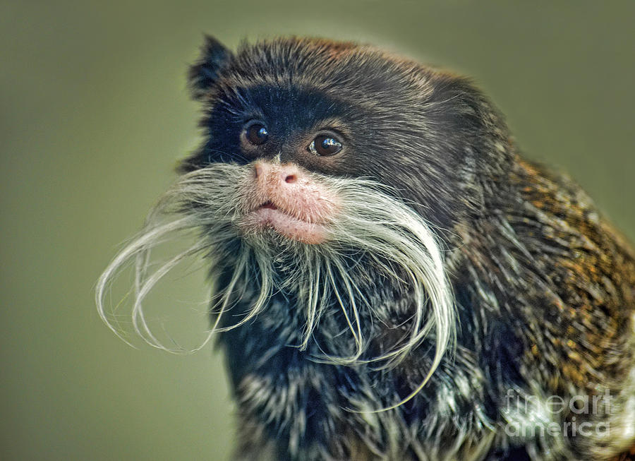 Monkey Photograph - Mustached Monkey Emperor Tamarin II  by Jim Fitzpatrick