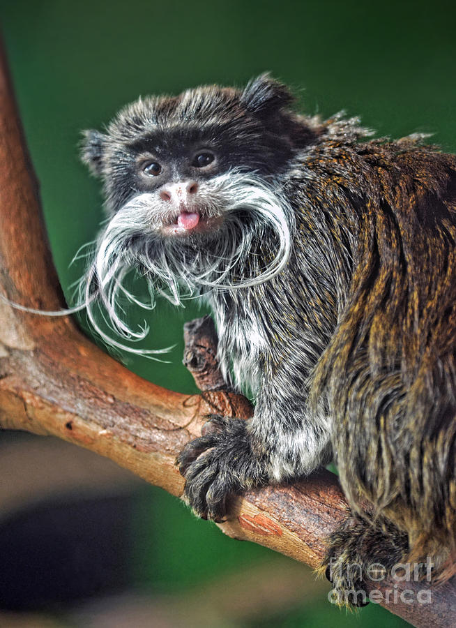 Monkey Photograph - Mustached Monkey Emperor Tamarin Sticking His Tongue Out At Me  by Jim Fitzpatrick