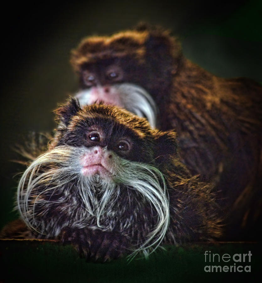 Monkey Photograph - Mustached Monkeys Emperor Tamarins  by Jim Fitzpatrick