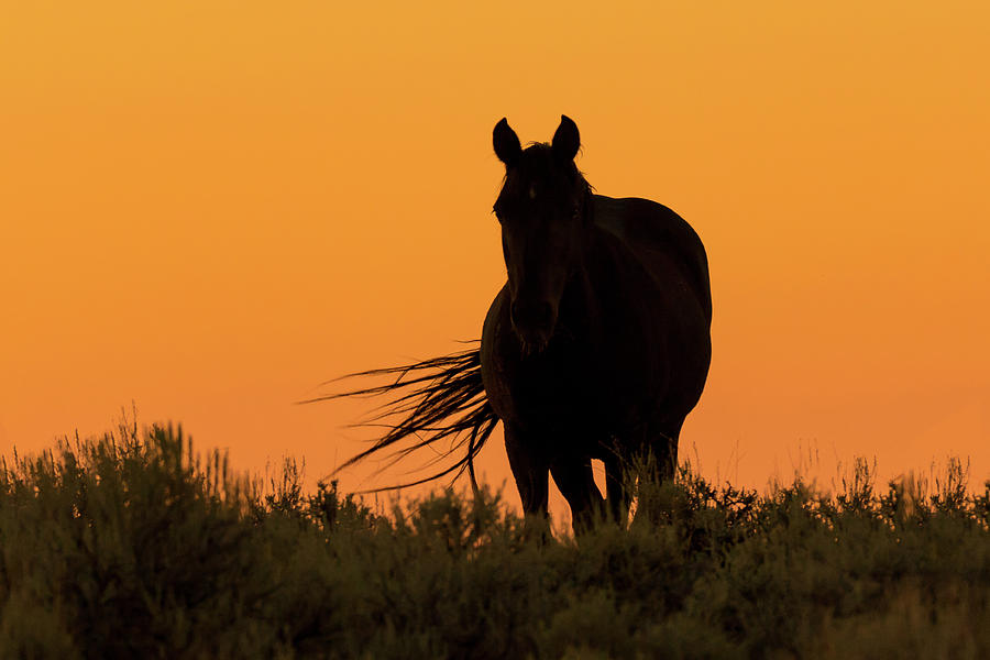 Mustang Against Western Sunset Photograph by Jack Bell