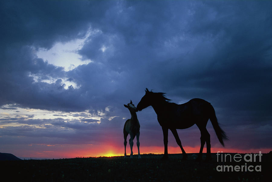 Mustang and Foal at Sunset Photograph by Yva Momatiuk John Eastcott